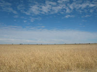 Mitchell grass plains, Warrego Hwy nr Roma